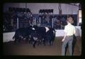 Cattle in ring at Madras Livestock Auction, Madras, Oregon, February 1972