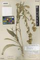 Aplopappus lanceolatus Torr. & A. Gray var. brachycephalus Piper