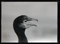Portrait of a cormorant