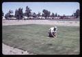 Superintendent Malcolm Johnson on turf plots at Central Oregon Branch Experiment Station, circa 1965