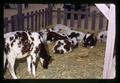 Calves at Oregon State Fair, Salem, Oregon, circa 1970