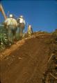 Men walking along logging road