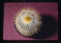 Mammillaria sp. cactus grown by Bob Newton, Corvallis, Oregon, circa 1973