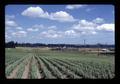 Lilies, Jan DeGraff farm, Clackamas County, Oregon, August 1972