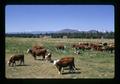 Hereford cattle, Oregon, circa 1972