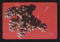 Flora wine grapes, Oregon, 1974