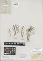 Arenaria tenella Nutt. var. puberulenta M. Peck