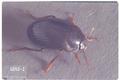 Necrophilus hydrophiloides (Carrion beetle)