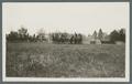 Horse-drawn caisson with limbers in line on parade field, circa 1920