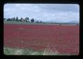 Crimson clover, Polk or Yamhill County, Oregon, May 1976