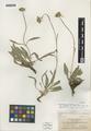 Helianthella californica A. Gray var. shastensis W.A. Weber
