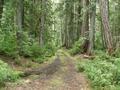 Santiam Wagon Road (Sisters, Oregon)