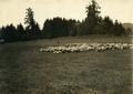Sheep in a pasture in Oregon