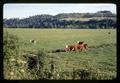 Pasture with cows along the Umpqua River, Oregon, circa 1970