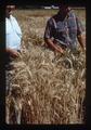 Wilson Foote and Warren Kronstad in Hyslop wheat, Oregon, August 1971