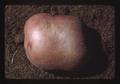 Prize-winning potato, Oregon State Fair, Salem, Oregon, 1975