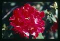 Closeup of red rhododendron flower, Oregon, May 1972