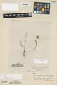 Allium watsonii Howell