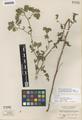 Phacelia ramosissima Douglas var. valida M. Peck