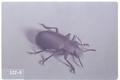 Iphthimus serratus (Darkling beetle)