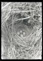 Gambel's sparrow nest