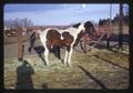Pinto horse at Umatilla Branch Experiment Station, circa 1966