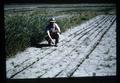 Man pointing at dried out field, circa 1965
