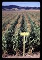 Corn in unheated soil experiment, Oregon State University, Corvallis, Oregon, circa 1969