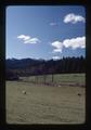 Sheep, trees, and pasture, Oregon, 1976