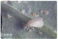 Trialeurodes vaporariorum (Greenhouse whitefly)