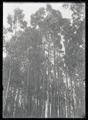 H. T. Bohlman climbing a eucalyptus tree