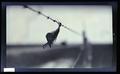 Phalarope caught in wire