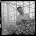 An unidentified faculty member examining plants in a greenhouse