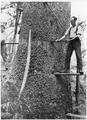 A set of early timber fallers work from springboards on a large Sitka spruce tree