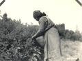Indian woman picking huckleberries