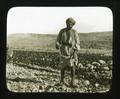 Sowing wheat, Palestine