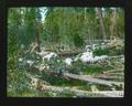 Sheep grazing in fallen timber