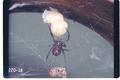 Latrodectus mactans (Black widow spider)
