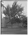 New wing of library, July 1943