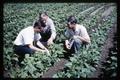 Bush beans responding to potassium sulfate at Jackson Farm, 1964