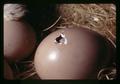 Hatching chicken egg with small hole, Oregon Museum of Science and Industry, Portland, Oregon, March 1972