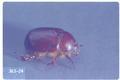 Bothynus gibbosus (Carrot beetle)