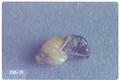 Diplolepis rosae (Mossy rose gall wasp)