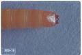 Limonius californicus (Sugarbeet wireworm)