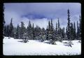 Douglas fir trees in snow, Cascade Mountains, Oregon, 1967