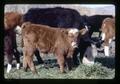 Beef cattle, Wheeler County, Oregon, circa 1973