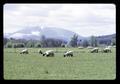 Marys Peak with sheep in foreground, Corvallis, Oregon, circa 1971