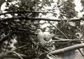 Western mourning dove on nest