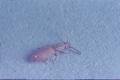 Oryzaephilus surinamensis (Sawtoothed grain beetle)