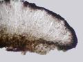 Rhizocarpon polycarpum